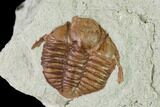 Ordovician Trilobite (Ampyxina) Fossil - Missouri #137244-1